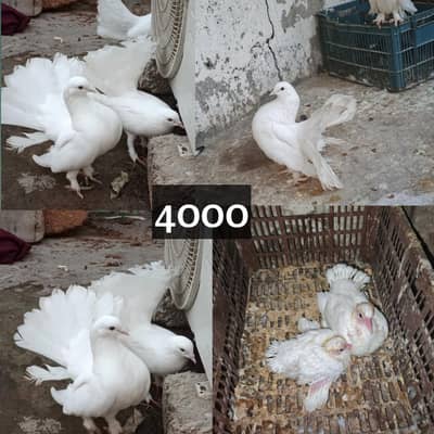 lucky pigeon 2 pairs 2 chicks and 1 female total Rs 8500