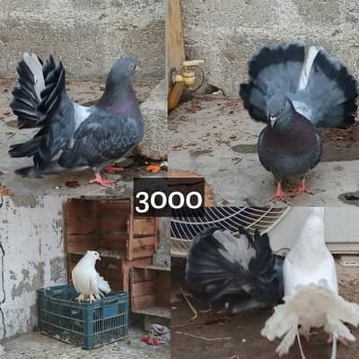 lucky pigeon 2 pairs 1 chicks and 1 female total Rs 8500