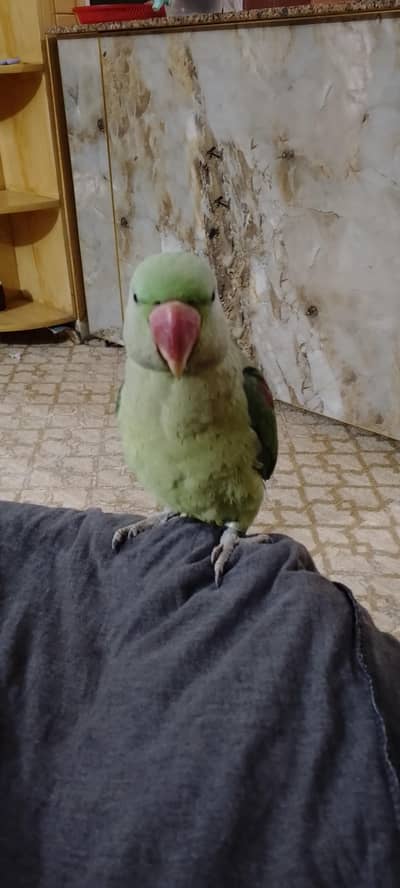 raw parrot