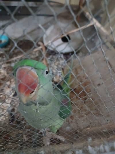 Young parrot for sale