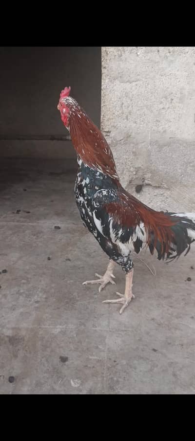 arjent sale pair male female