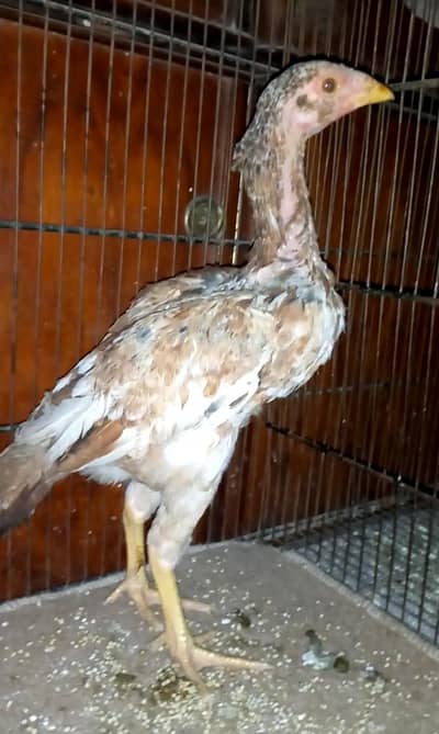 Aseel chicks age 3 months