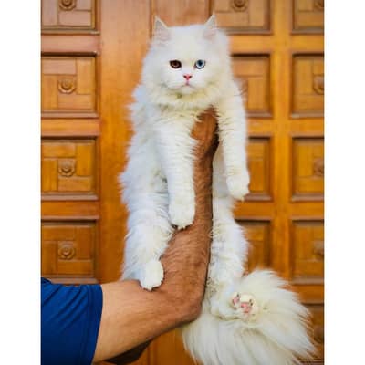 cash on delivery punch face triple cote kittens cat