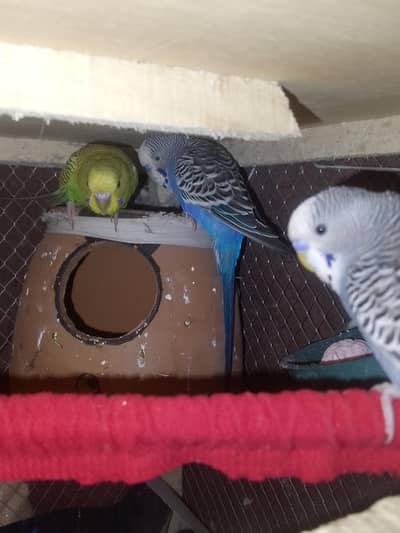 bugies parrot for sale