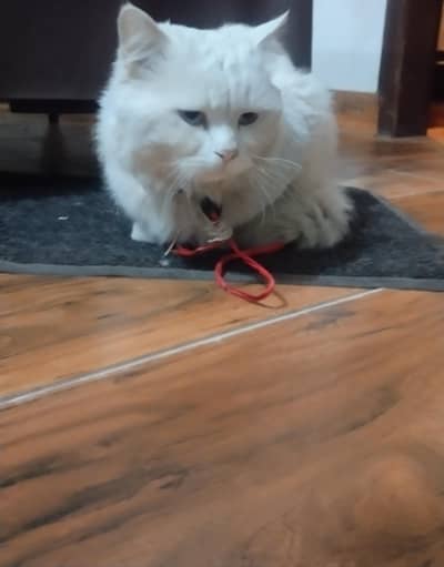 Persian cat