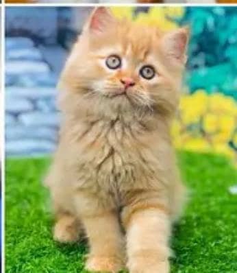 cash on delivery punch face triple cote kittens cat