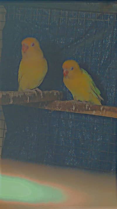 cremino breeder pair for sale