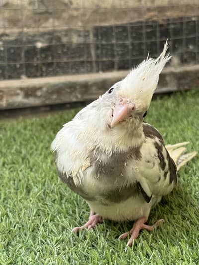 Handtamed cockatiels - handtame cocktail