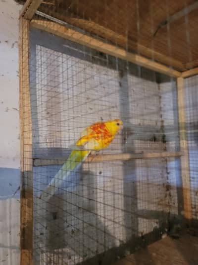 rubino rump male rosella golden mentle female roza bourke male for sal