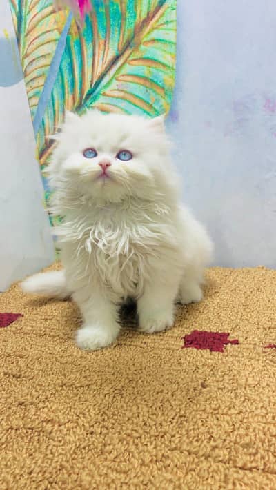 cash on delivery punch face triple cote kittens cat