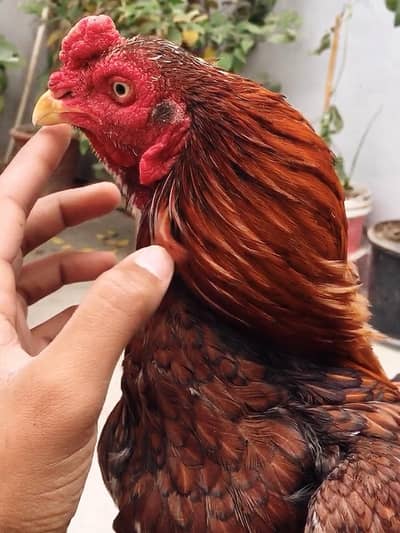 Extreme Quality Bird Forsale.