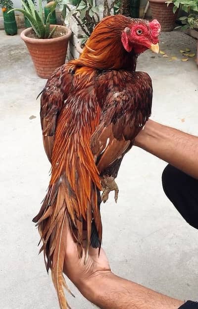 Extreme Quality Bird Forsale.