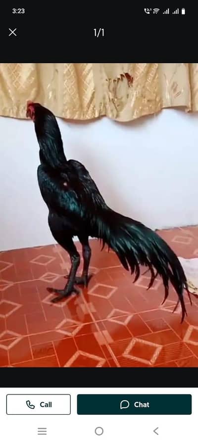 breed aseel heera my WhatsApp number 03410473472