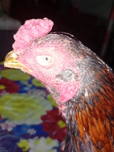 High Quality Seal Murga for Sale — Healthy & Active Original Seal Bree