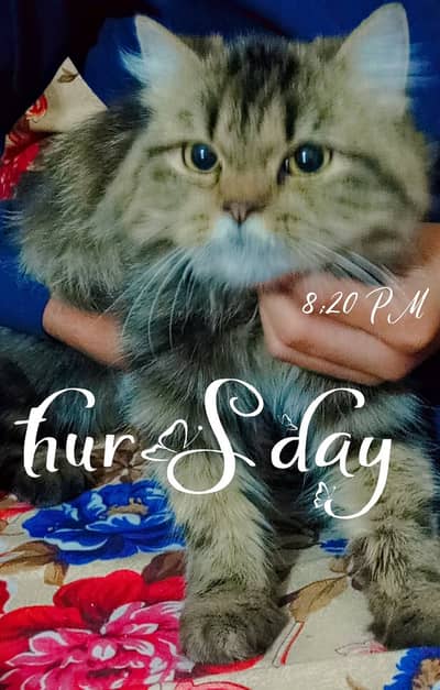 Key Features of the Item (Cat):  Type: Domestic long-haired cat  Breed