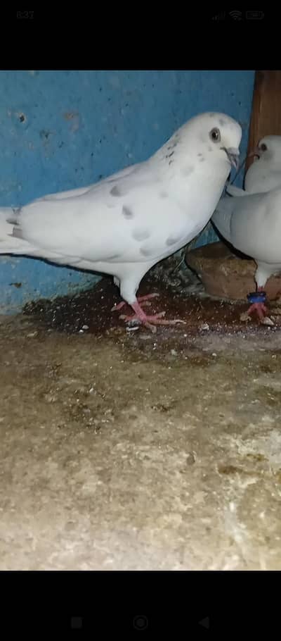 kabli kabotar breeder pair urjent sale