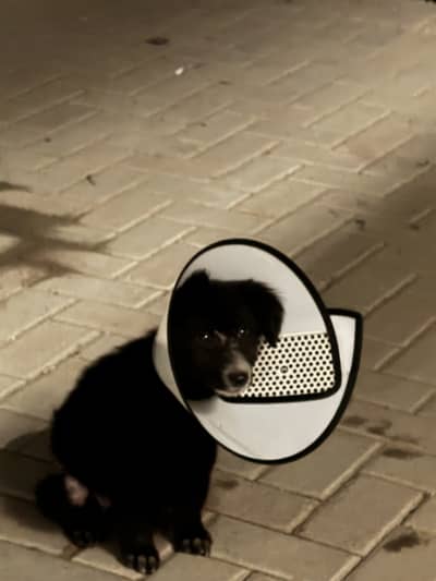 Argent need single coat dogs male female both