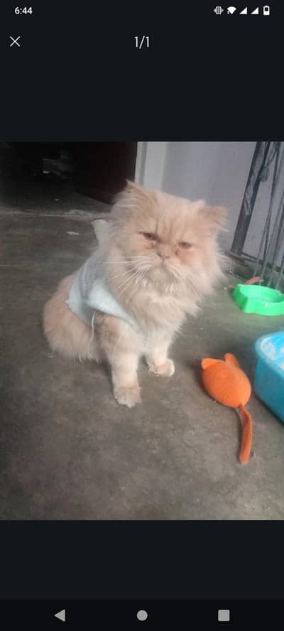 Persian female cat long coat X Punch face