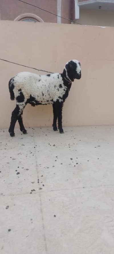 abluck Mundra dumba  5 to 6  month