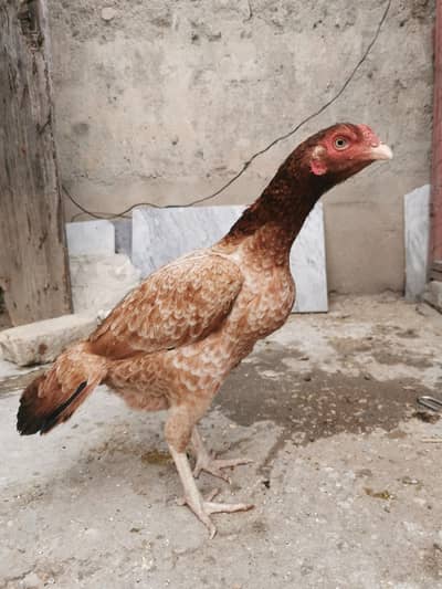 Pure Mianwali aseel hens