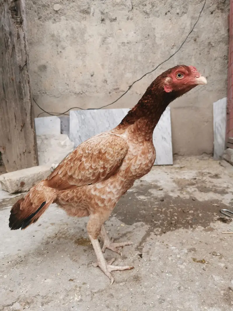 Pure Mianwali aseel hens and astrolorp chicks — photo 4