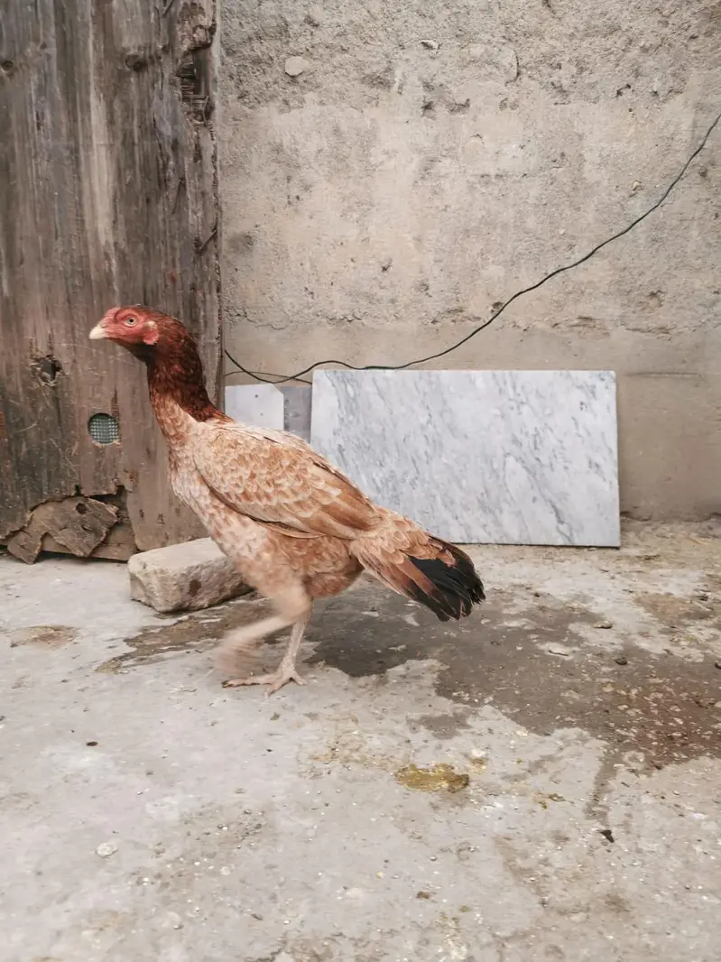 Pure Mianwali aseel hens and astrolorp chicks — photo 7