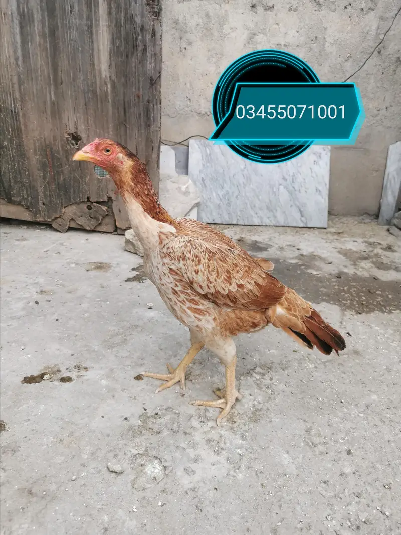 Pure Mianwali aseel hens and astrolorp chicks — photo 6