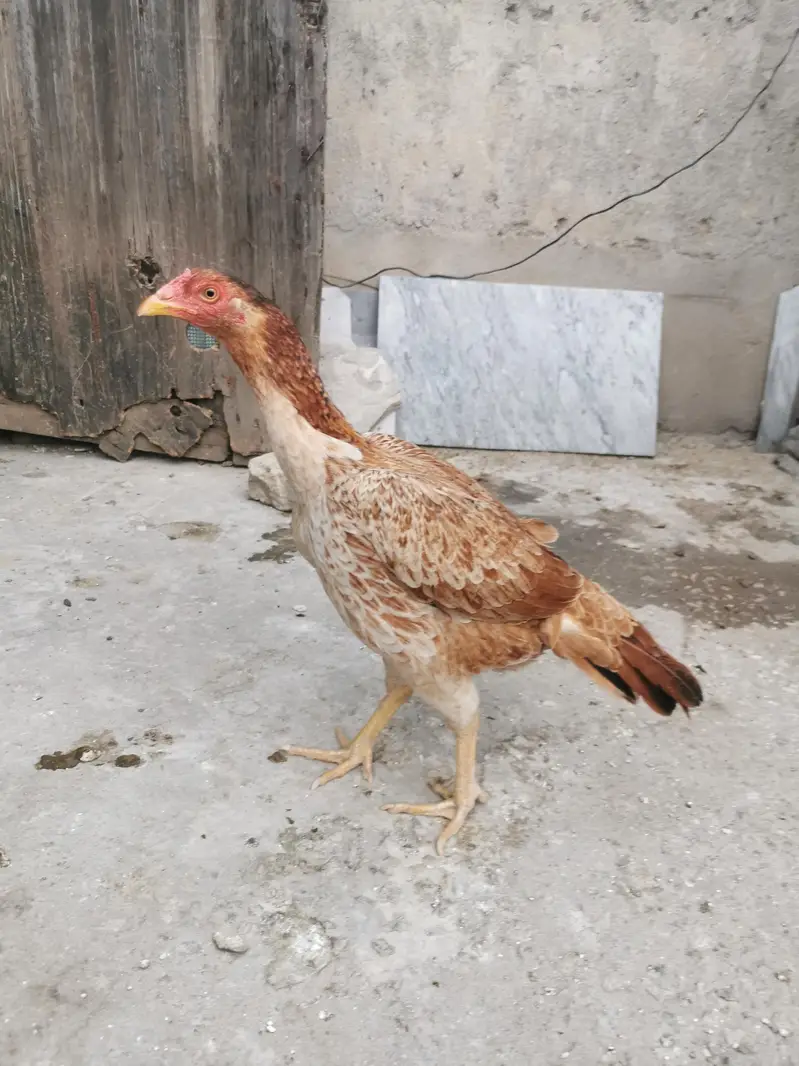 Pure Mianwali aseel hens and astrolorp chicks — photo 5