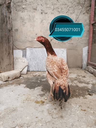 Pure Mianwali aseel hens