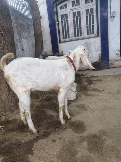 Rajan puri 2 bakery 2 bakriya dono ghaban hai