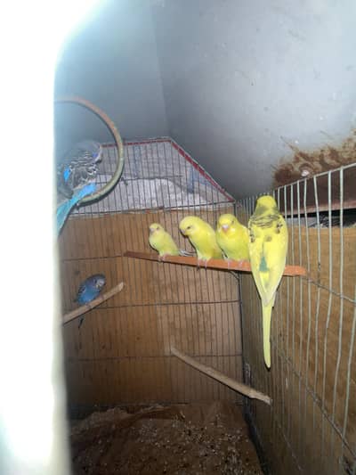 Australian lovebirds ghar ki breed hai red eye