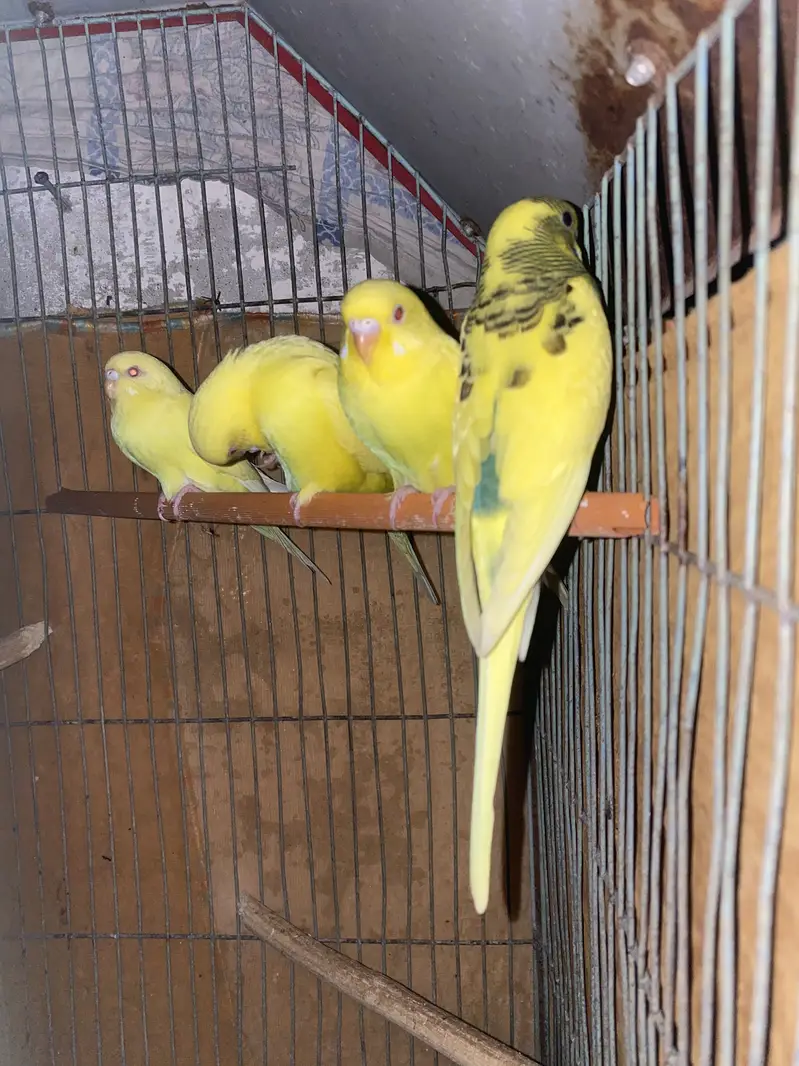 Australian lovebirds ghar ki breed hai red eye — photo 2