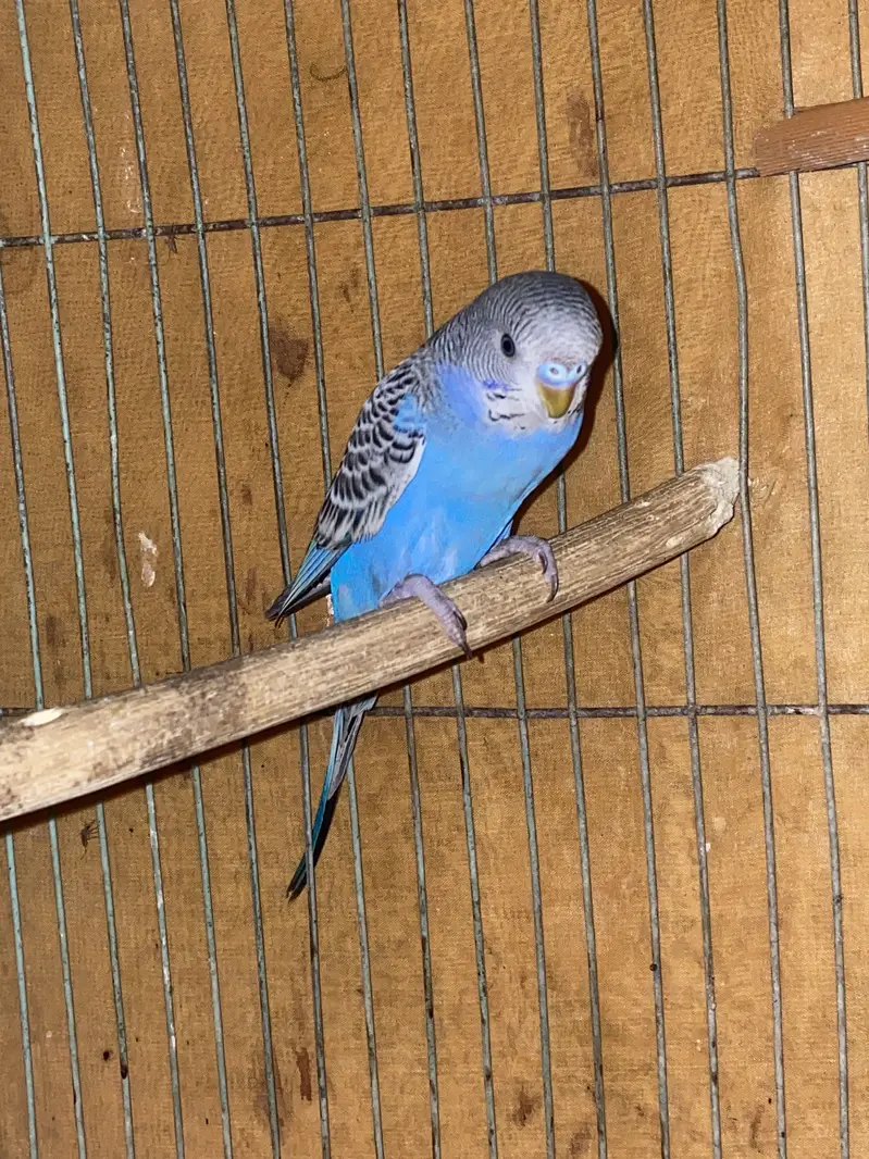 Australian lovebirds ghar ki breed hai red eye — photo 3