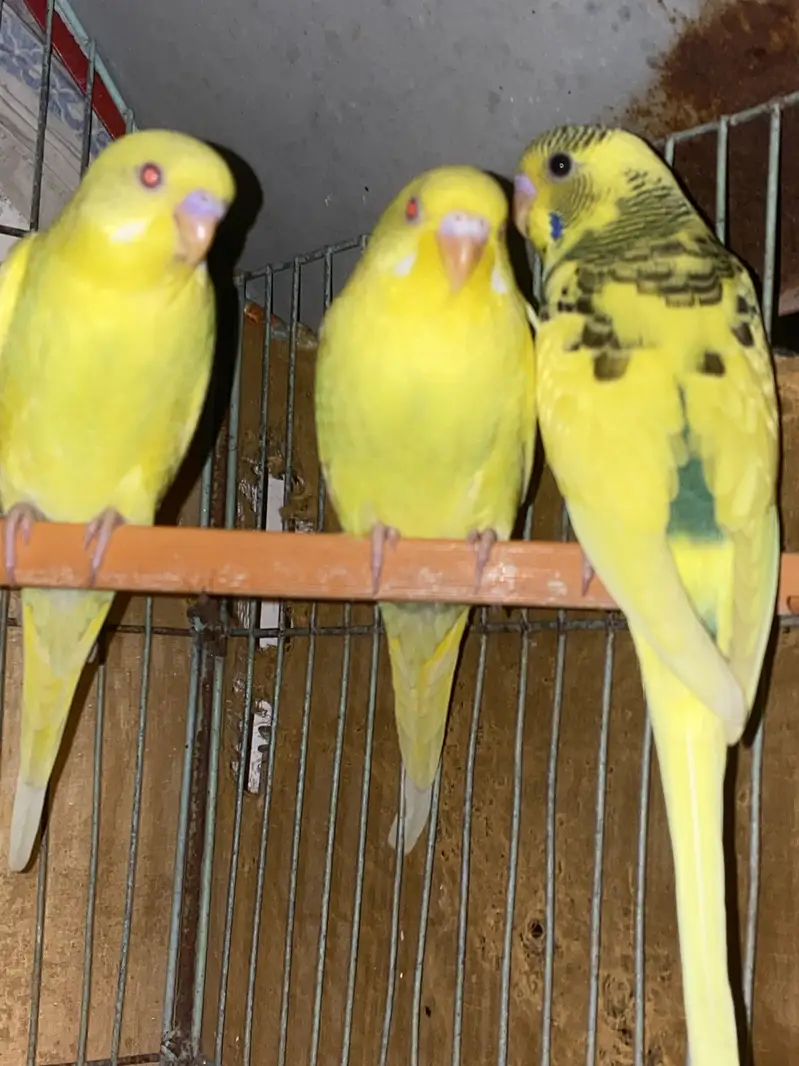 Australian lovebirds ghar ki breed hai red eye — photo 4