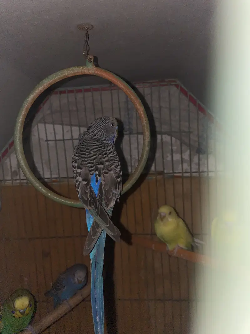 Australian lovebirds ghar ki breed hai red eye — photo 5