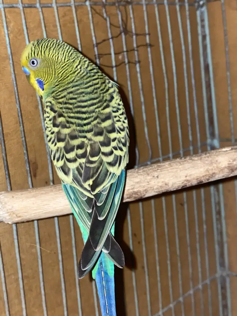 Australian lovebirds ghar ki breed hai red eye — photo 6
