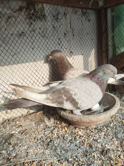 pure breeder pairs for sale