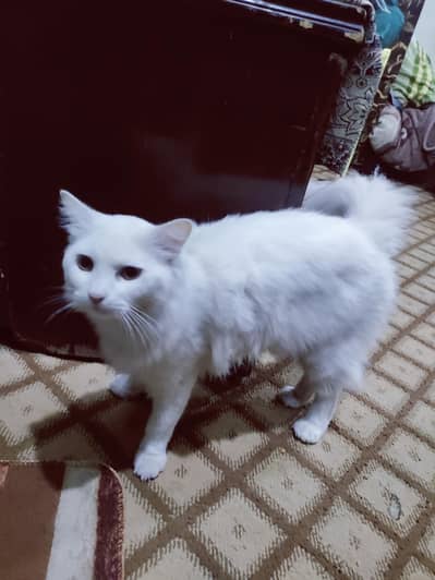 ye bili hai is ki age 8 months hai