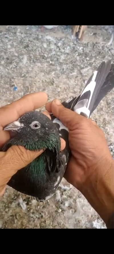 top quality low flayer