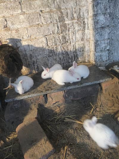 red eyes white rabbit