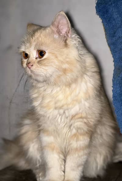 PERSION BIRTISH male cat