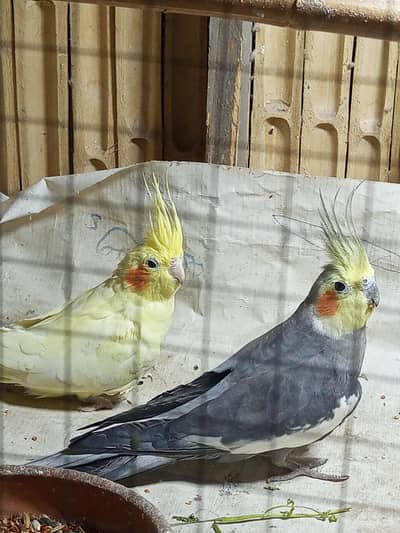 Cockatiel parrot pair for sale