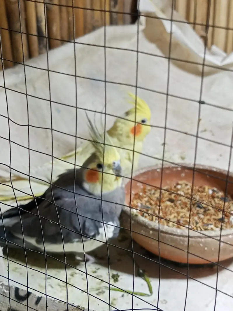 Cockatiel parrot pair for sale — photo 2