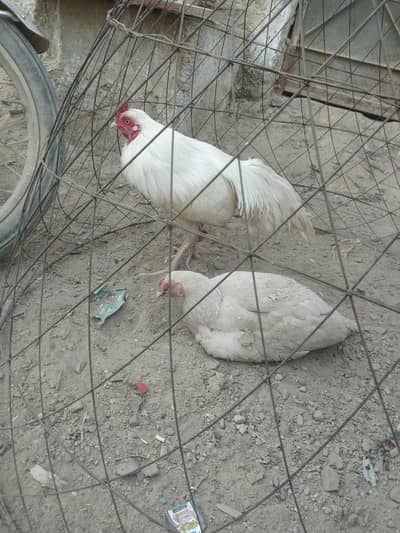 heera breedar pear masallha