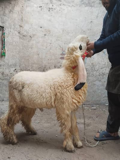 kajla chatra Desi cross