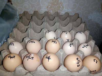 White silkie/ Golden Heavy Buff Fertile Eggs 0332-4153261