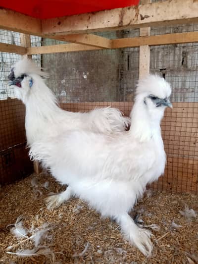 White silkie/ Golden Heavy Buff Fertile Eggs 0332-4153261