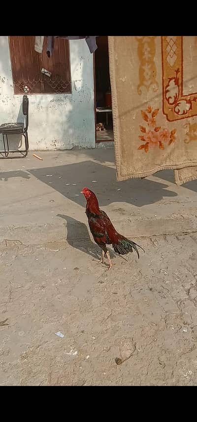 Aseel tela patha for sale