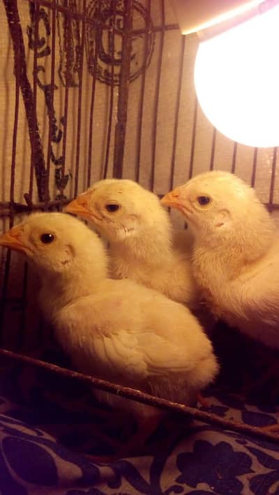 White O Shamo Chicks