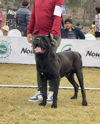 Cane corso 03234696626